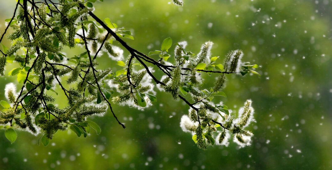 Séniors : 6 astuces pour lutter contre les allergies saisonnières
